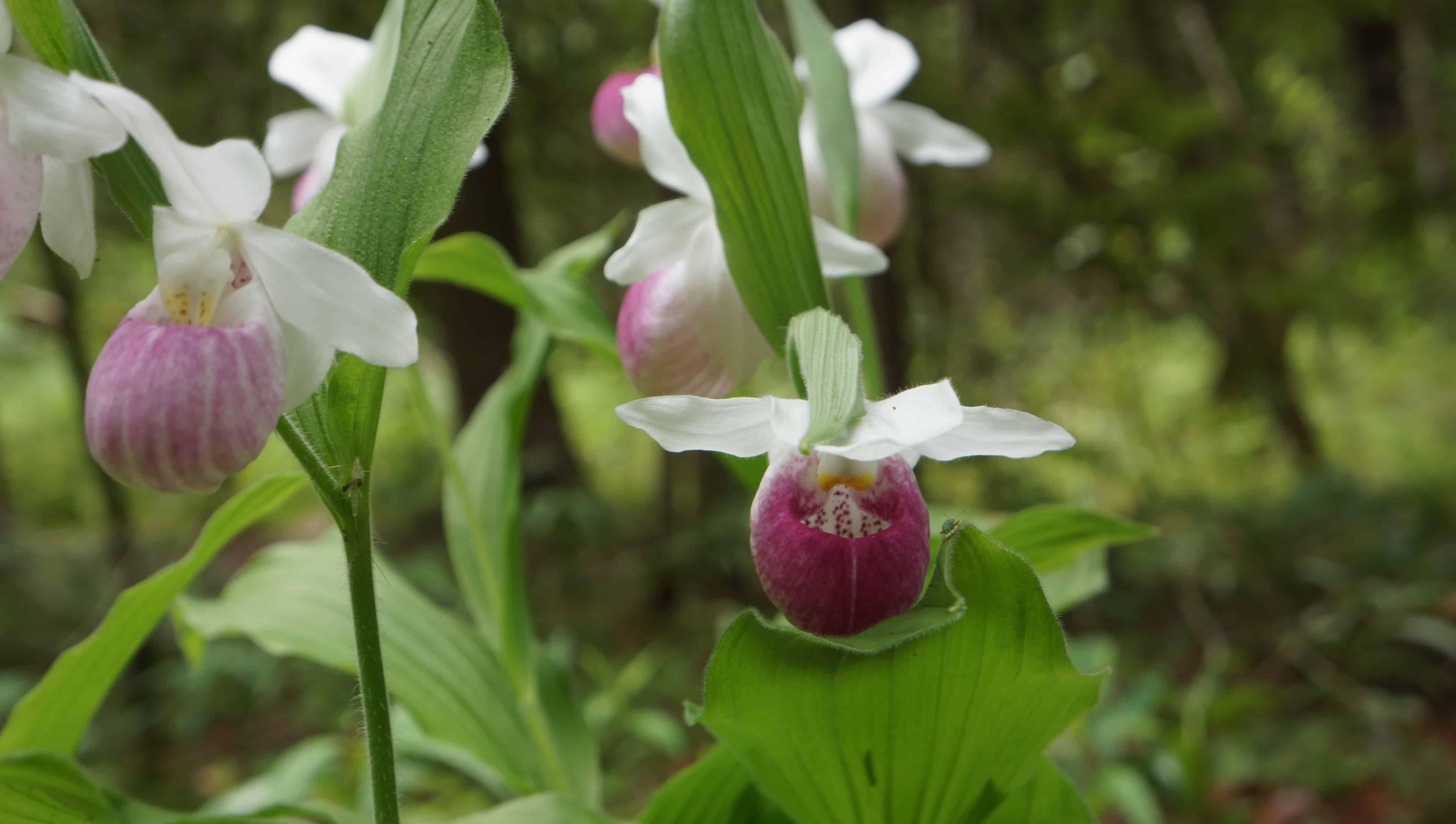 Lady Slippers are one of the few pieces of nature that you'll find along the Quaking Bog Loop.