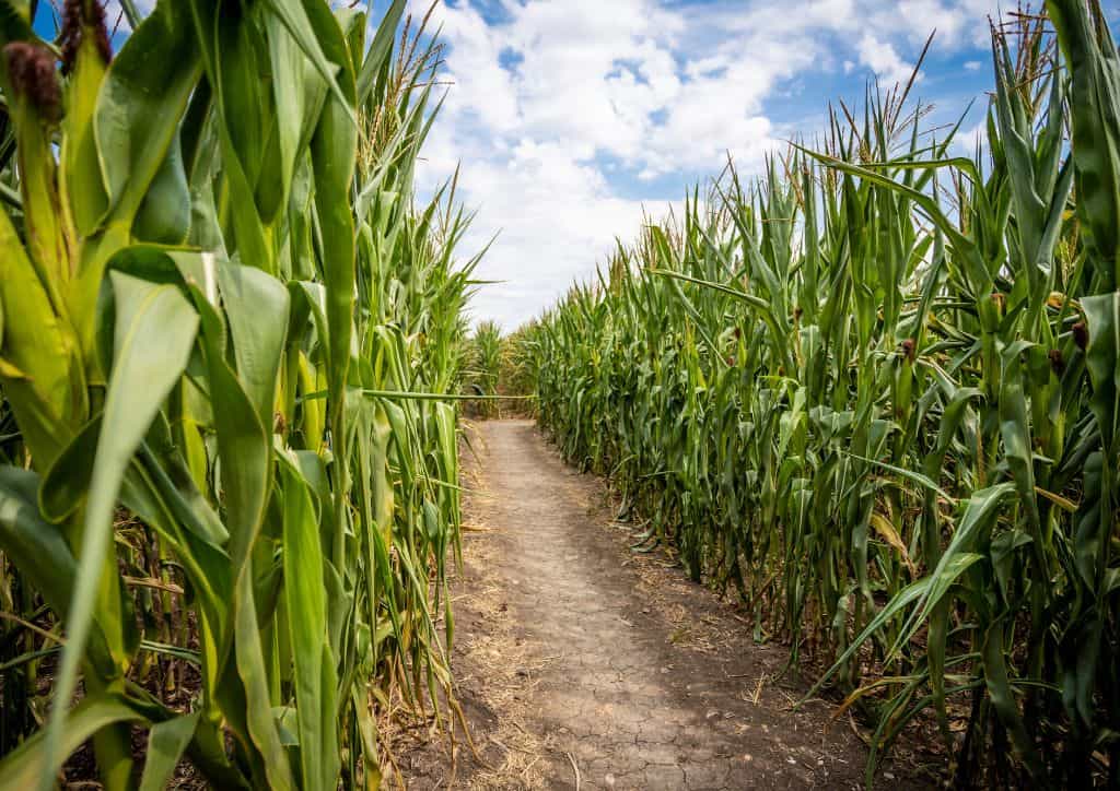 A corn maze for guests to walk through while visiting a Minnesota pumpkin patch.