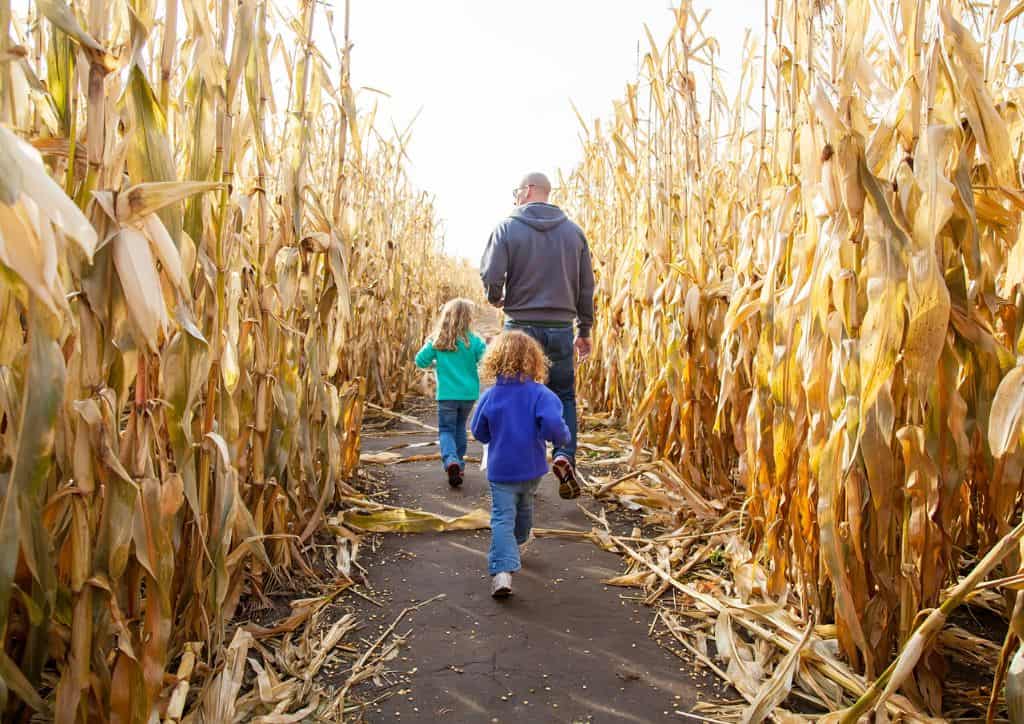 Children walking through a corn maze.
