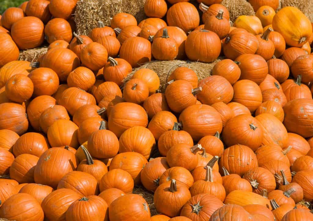 Many pumpkins ready for picking.