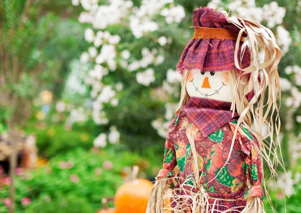 A scarecrow at the pumpkin patch.