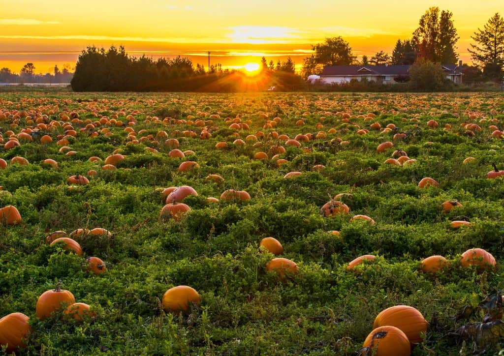 A field full of pumpkins at sunset.