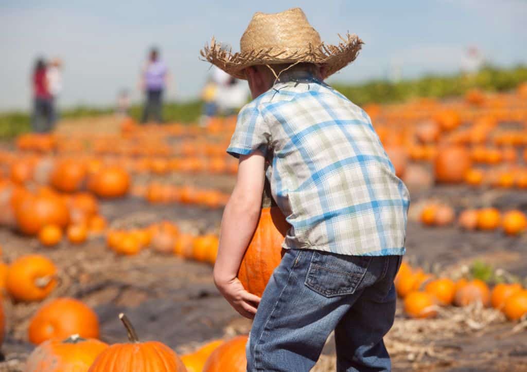 A child choosing a pumpkin from a field.