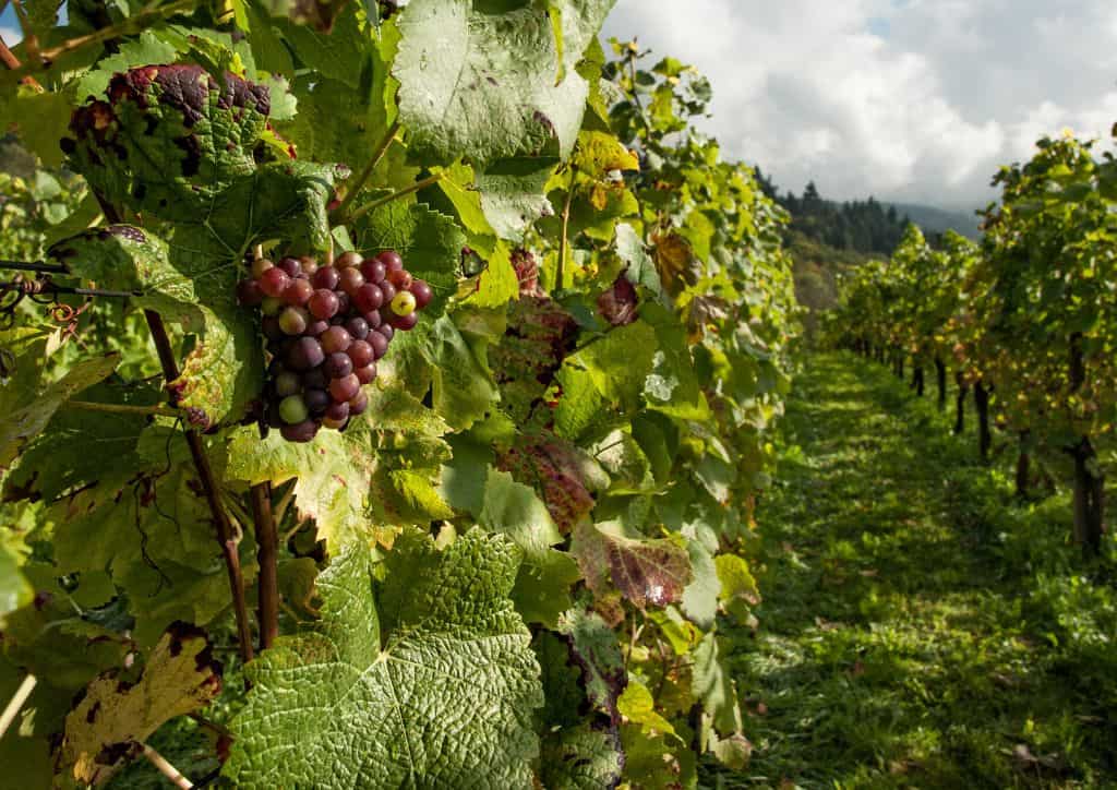 Many Minnesota wineries have vineyards that can be toured.