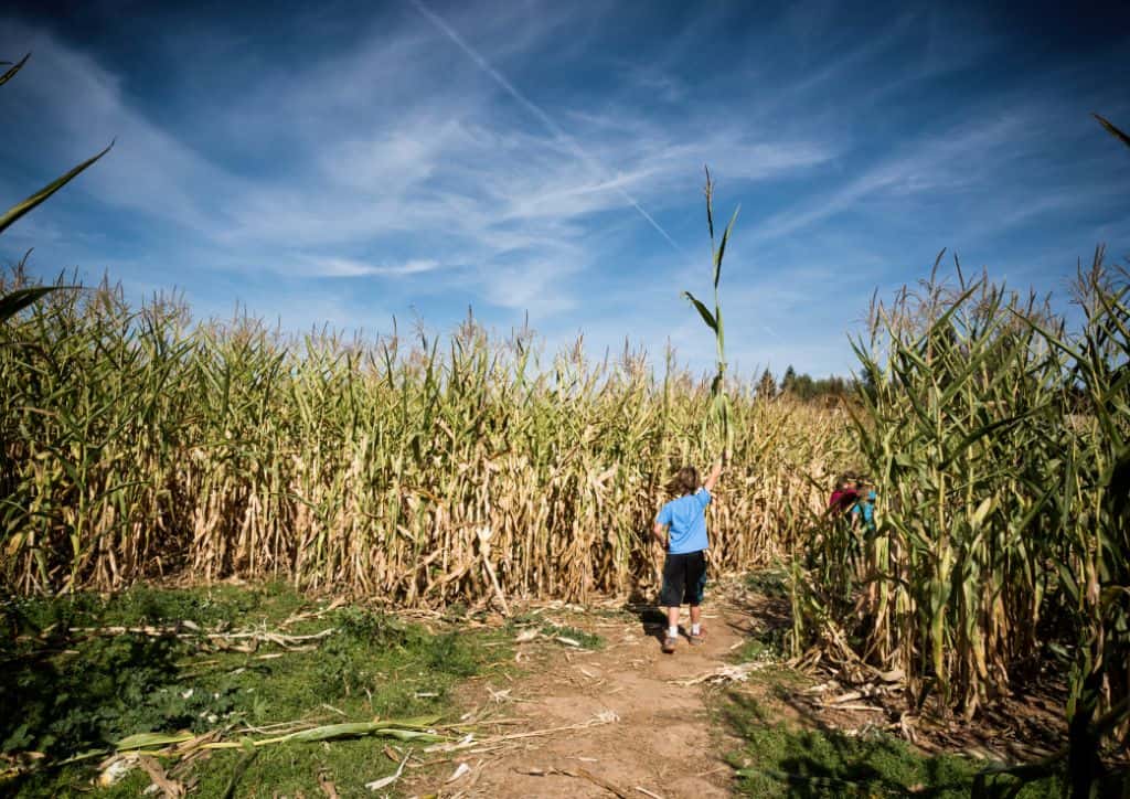 A child walking through a corn maze with a blue sky.