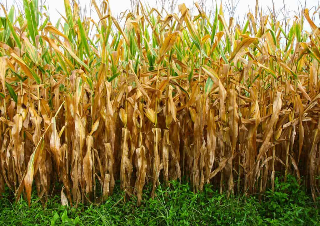 Corn stalks that create a corn maze for visitors.