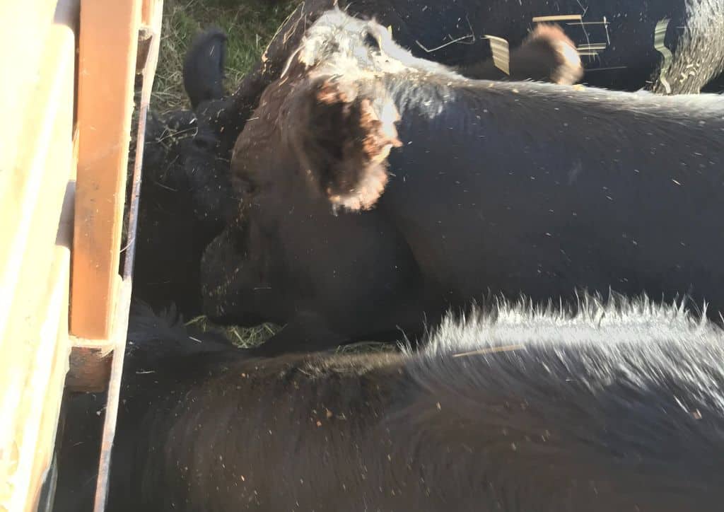 Three black cows eating hay from a tractor at a pumpkin patch.