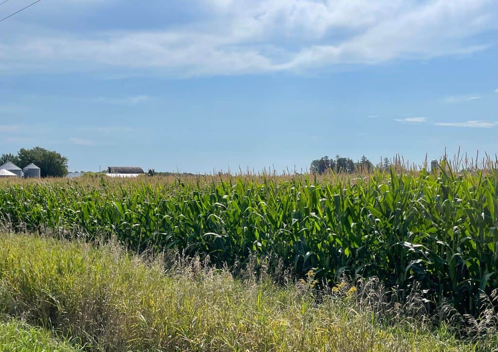 A large corn maze with a farm in the background.
