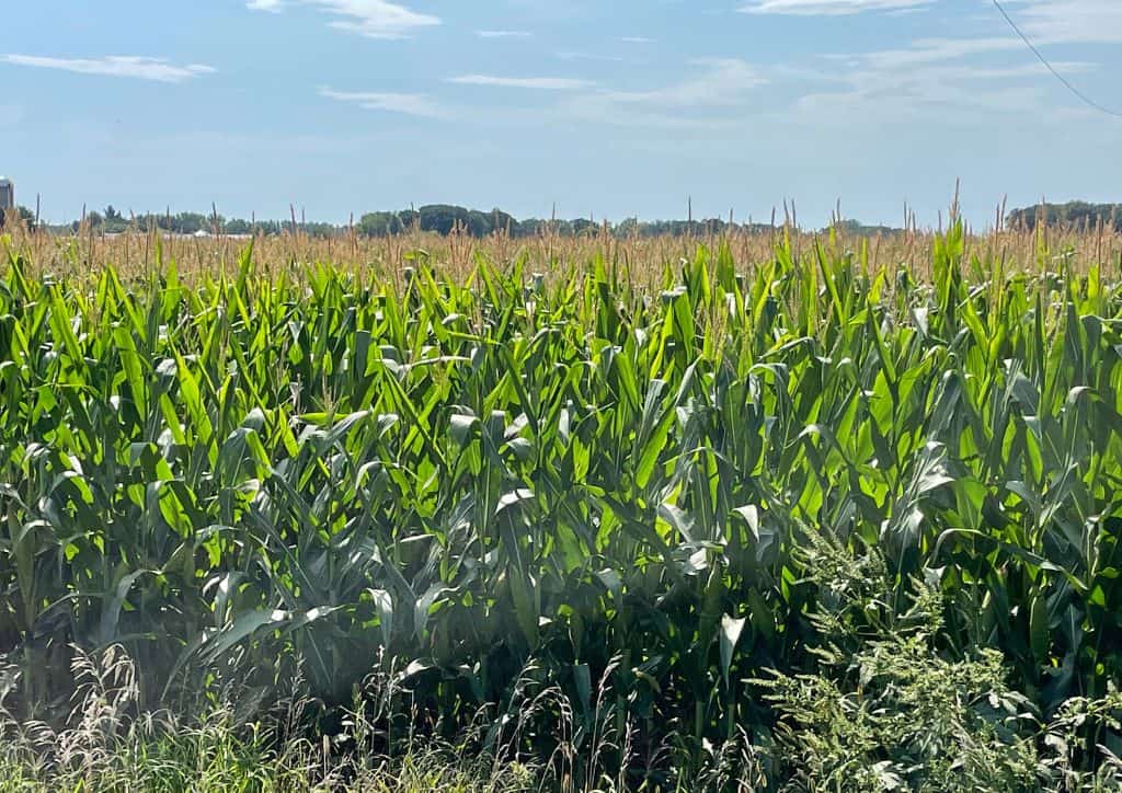 A large corn field that is the home to one of the corn mazes in Minnesota.