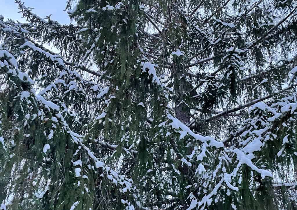 A tree covered in snow.