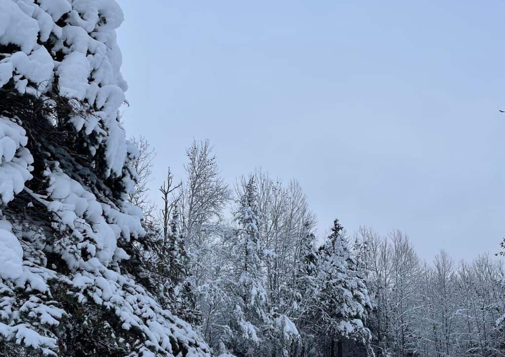 Snow covered trees after a winter storm in Minnesota.