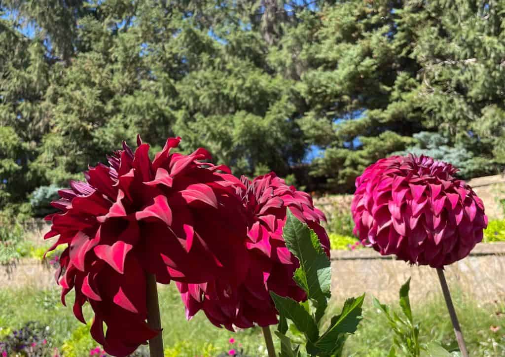 A view of flowers at the Minnesota Arboretum.