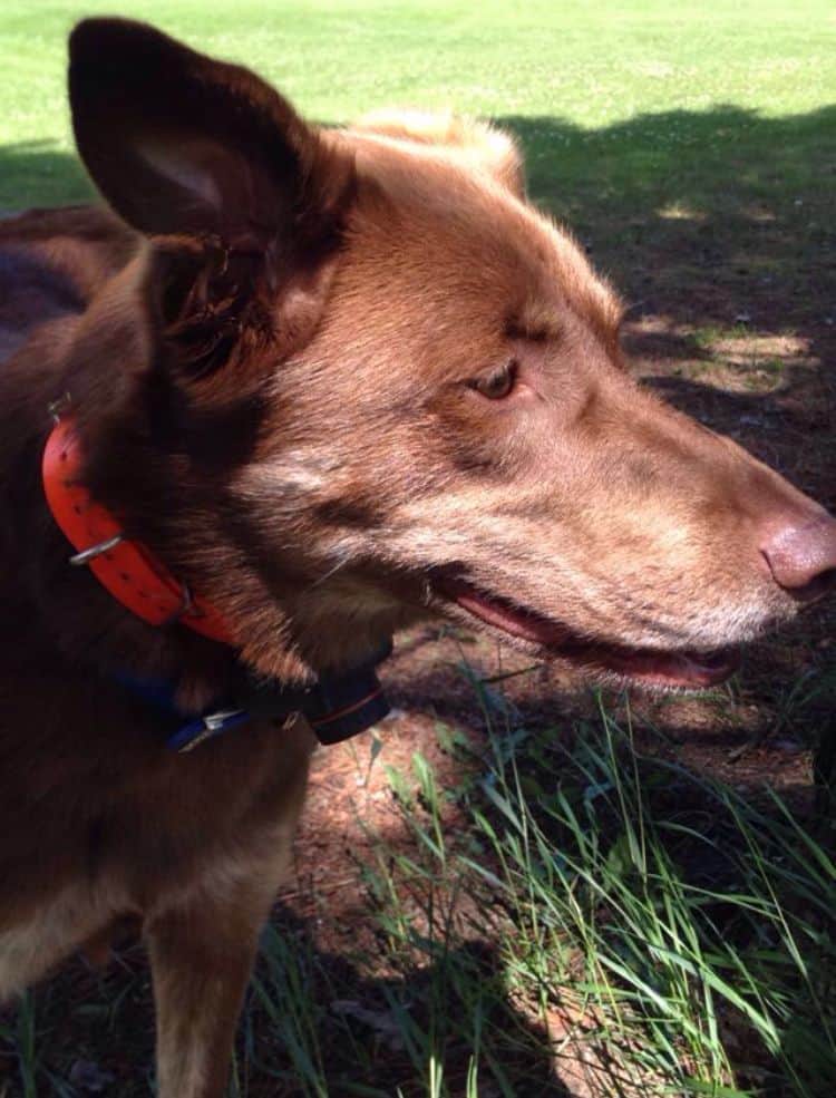 My dog standing on the grass of a beach with the wind blowing her ear.