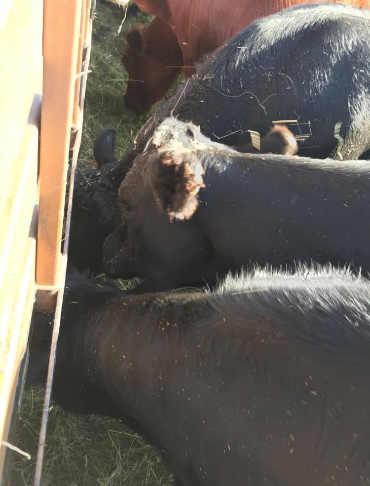 Cows eating hay from the tractor at a hayride in Minnesota.