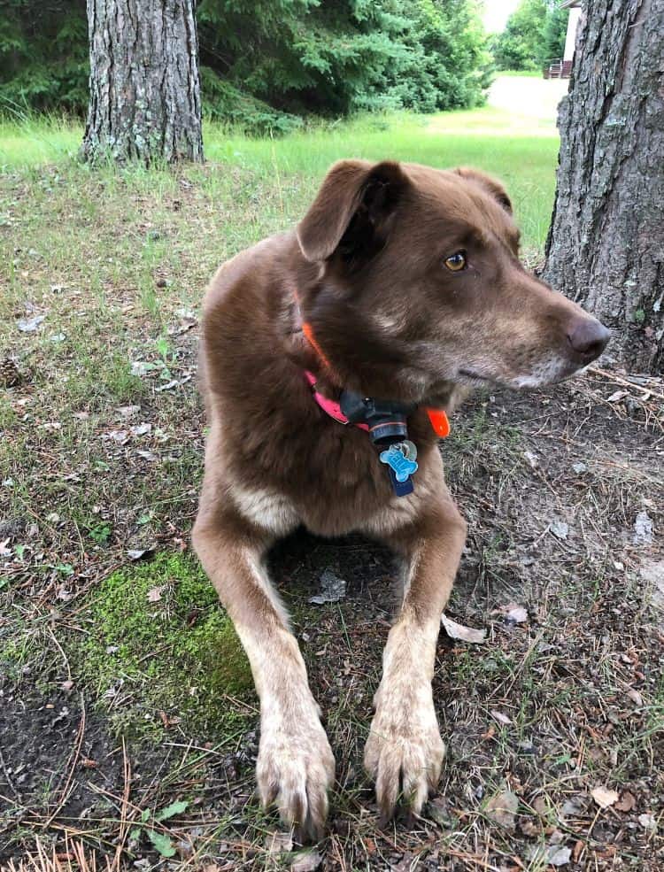 A dog sitting on a patch of grass near a tree.