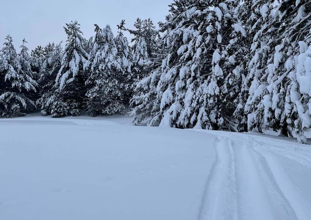 Many trees covered in snow during a Minneapolis winter.