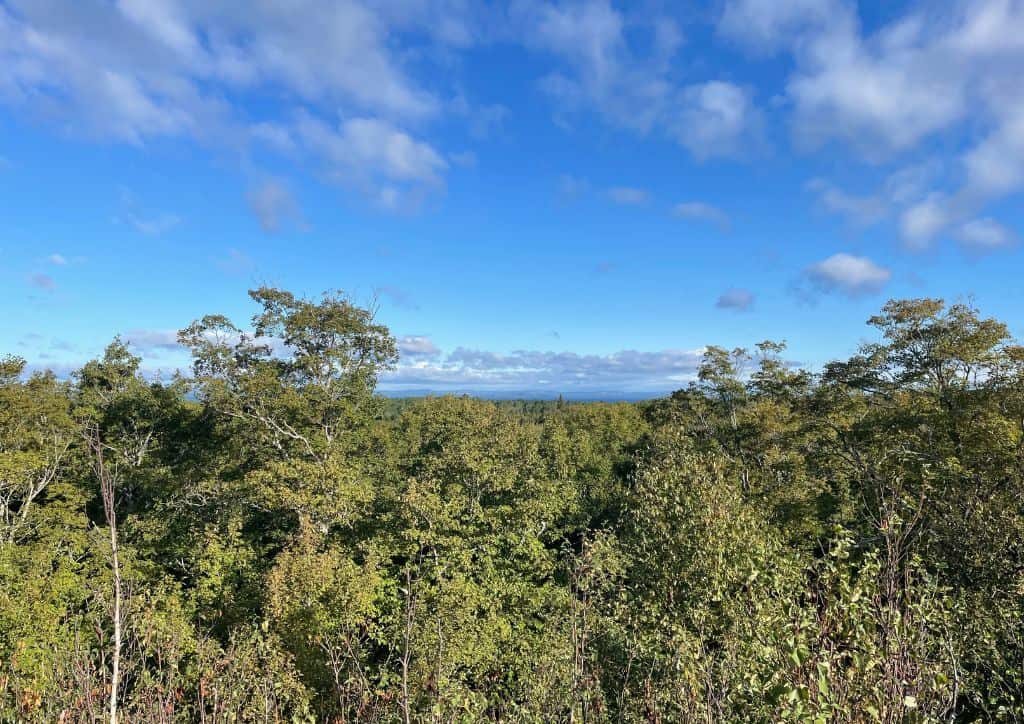 A view over treetops in Minnesota.