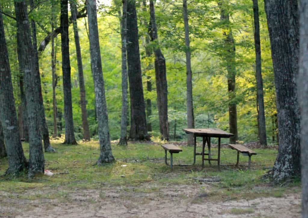 A picnic table sitting in a forested area.
