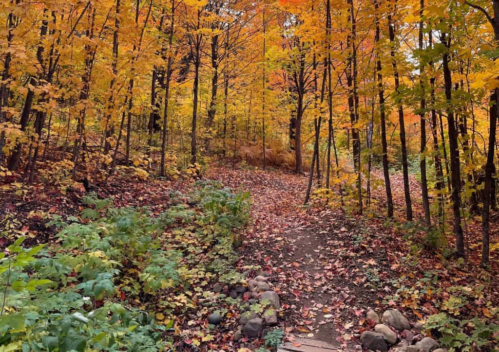 A hiking trail at fall time with fall colors.