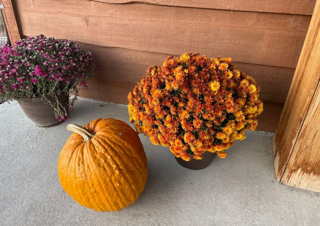 A pumpkin sitting near flowers on a cement pad.