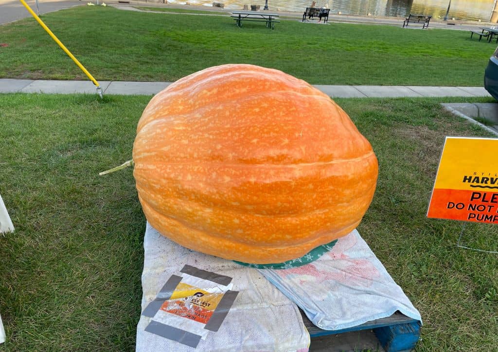A large pumpkin seen during fall activities in Minneapolis.