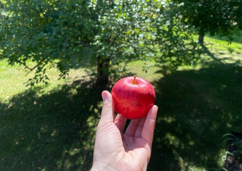 Holding an apple near a tree.