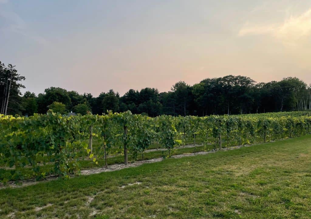 A vineyard at sunset in at a Minnesota winery.