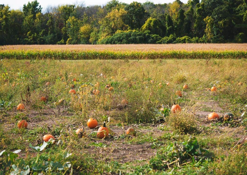Pumpkins sitting in a field as seen from a hayride like in Minnesota.