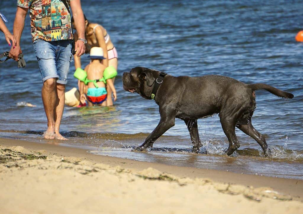 A dog walking along a beach with people in the background.