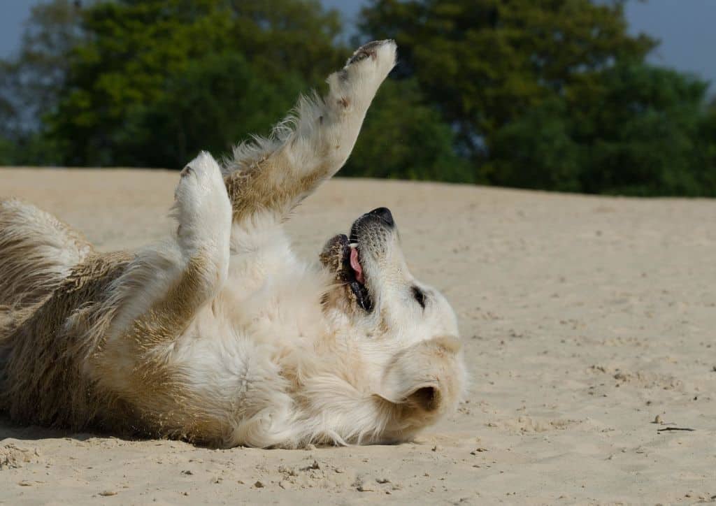 A dog rolling around on a beach.