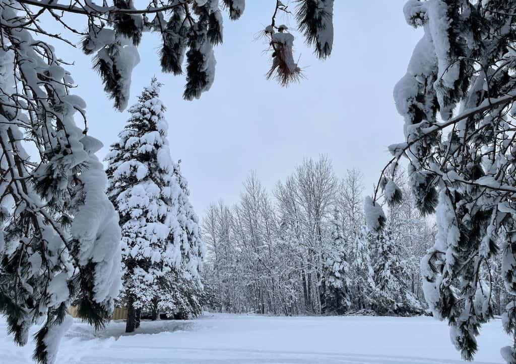 Snow covered trees in a field in Minnesota that can be Minneapolis safety concerns.