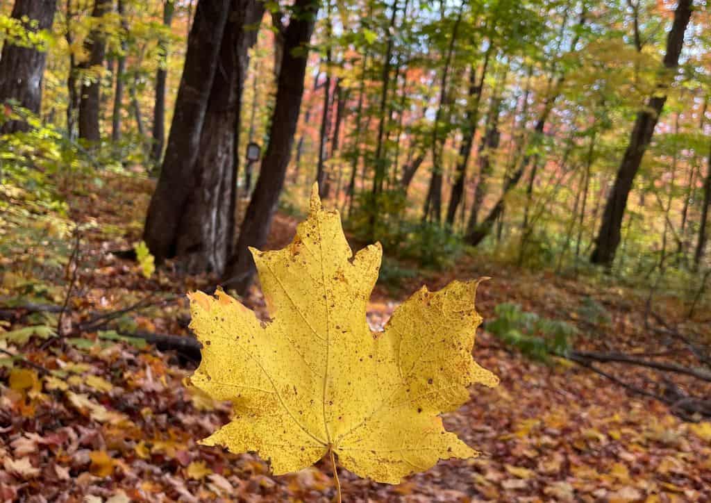 A yellow leaf with several yellow trees behind it.
