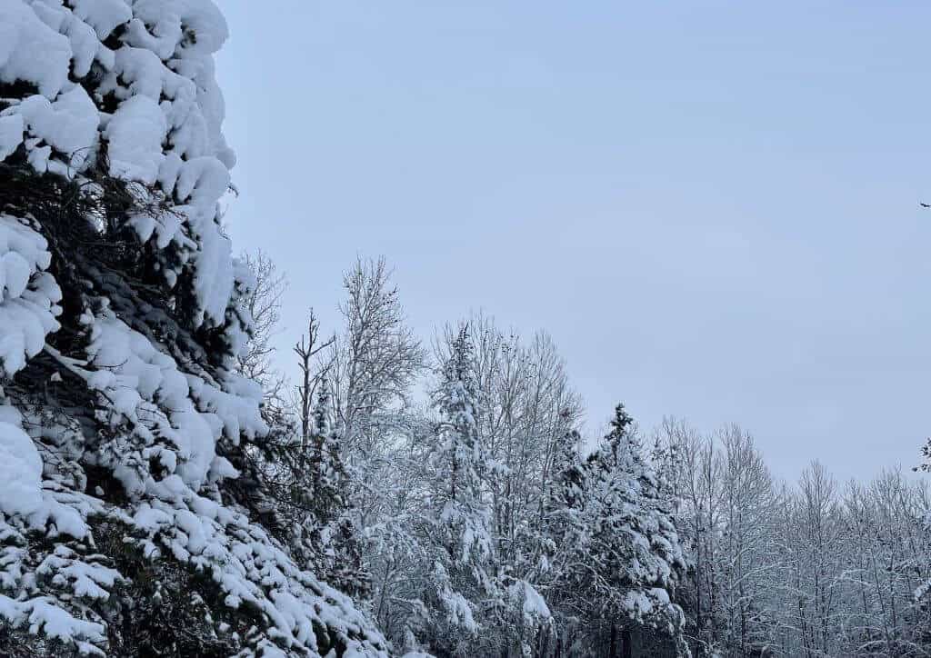 Snow covered trees in Minnesota during winter.