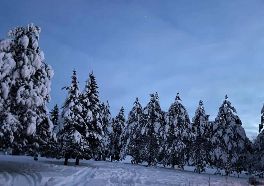Snow capped trees during winter in Duluth.