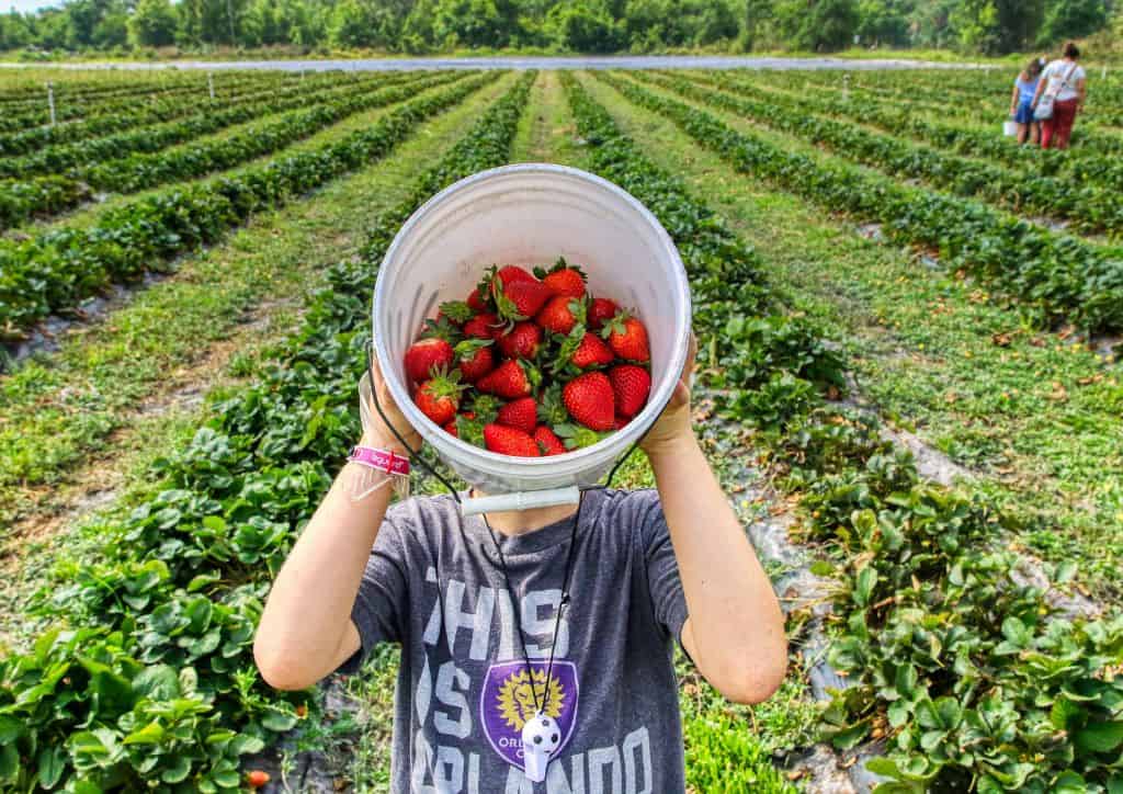 17 Places for Strawberry Picking in Minneapolis for Fresh Fruit (2023)