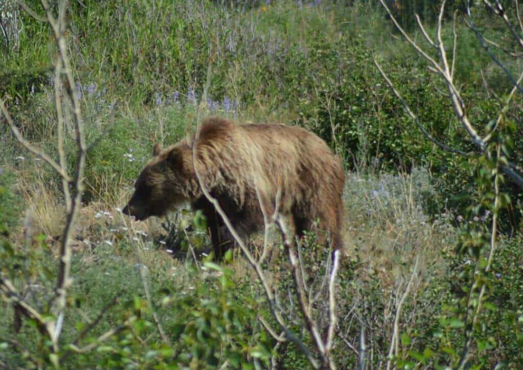 A small bear wandering through a field.