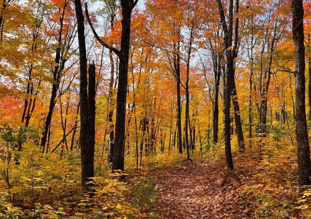 A hiking trail in the fall time with bright yellow and orange leaves on the trees and ground.