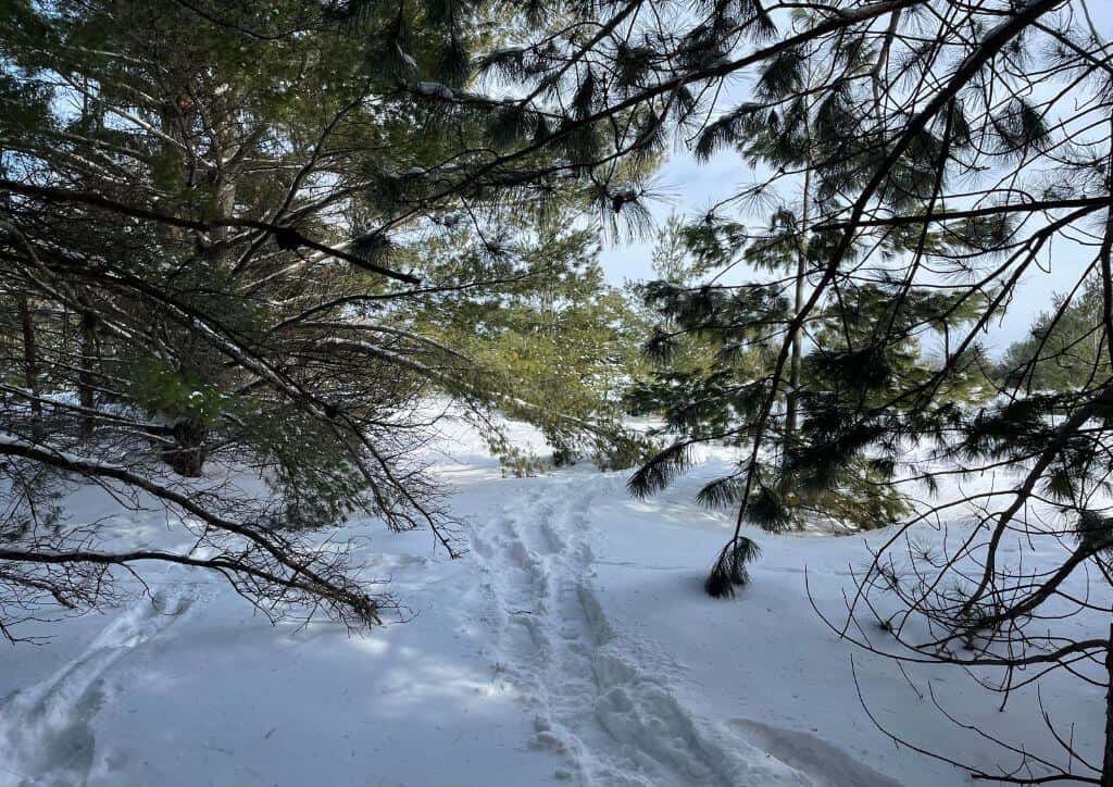 A trail from snowshoeing with many trees surrounding it.