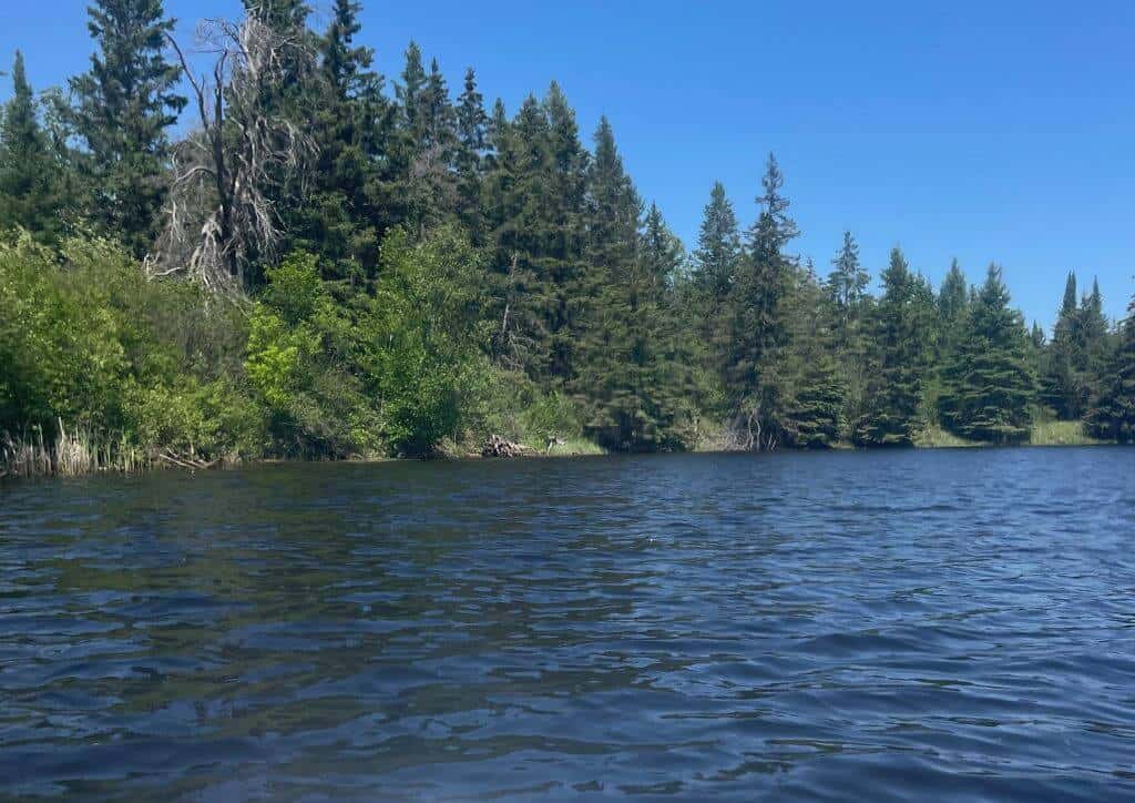 A lake surrounded by trees during summer in Minnesota.