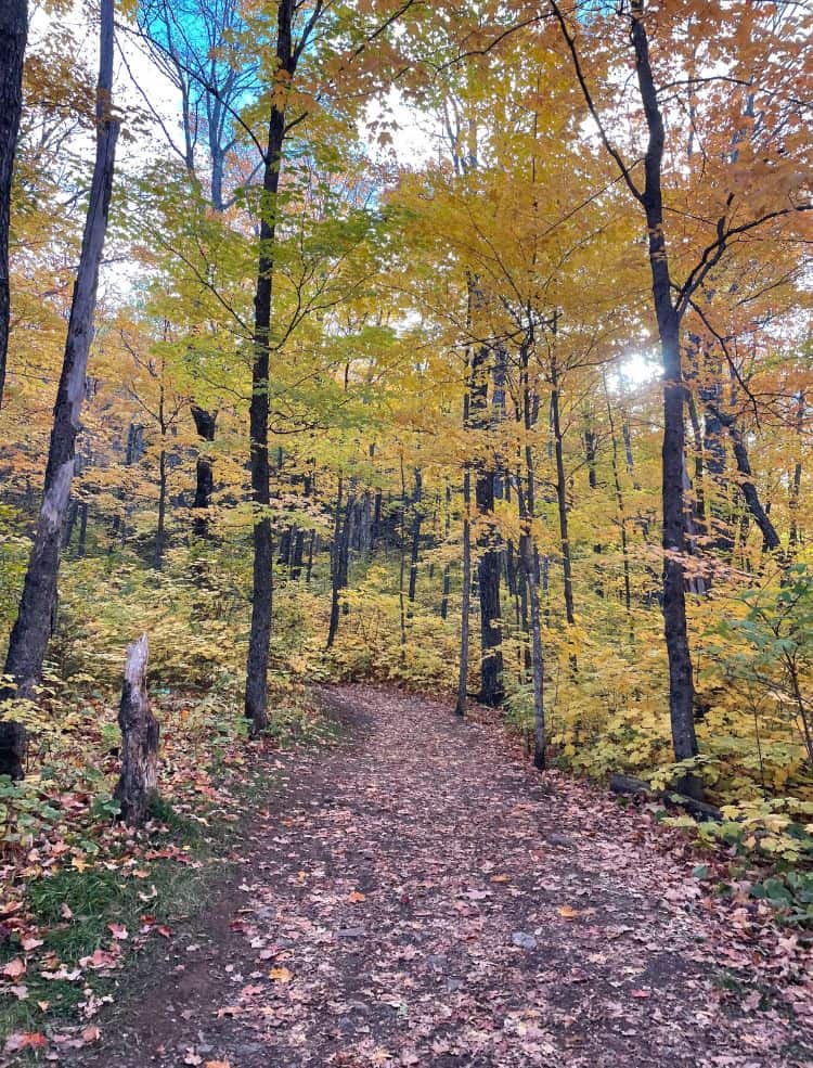 Yellow trees in fall surrounding a hiking trail, one of the best things to do in Grand Rapids, MN.